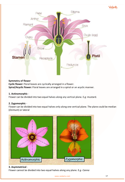 Morphology Of Flowering Plants Neet Notes Pdf Infoupdate Org