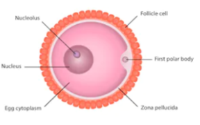 Draw A Labeled Diagram Of Human Ovum Cbse Class Science Learn The