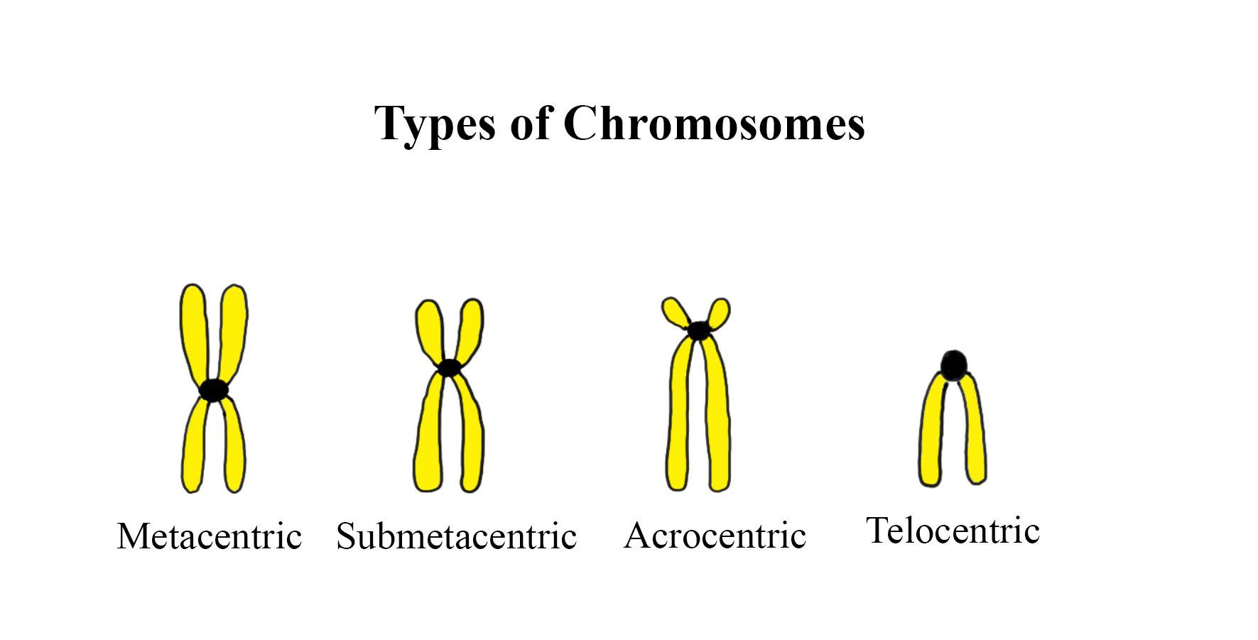 Chromosome Classification Based On Position Of Centromere And Function