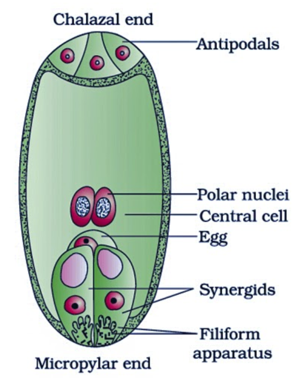 What Is The Function Of The Synergids