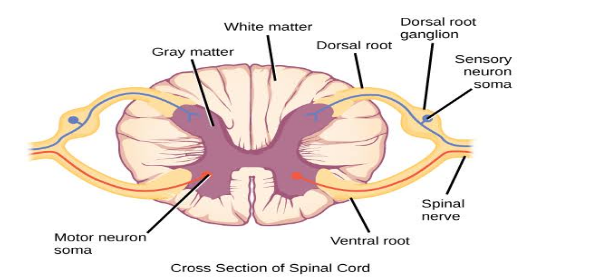 Draw A Labelled Diagram Of The Ts Of The Spinal Cord Class Biology Cbse Porn Sex Picture