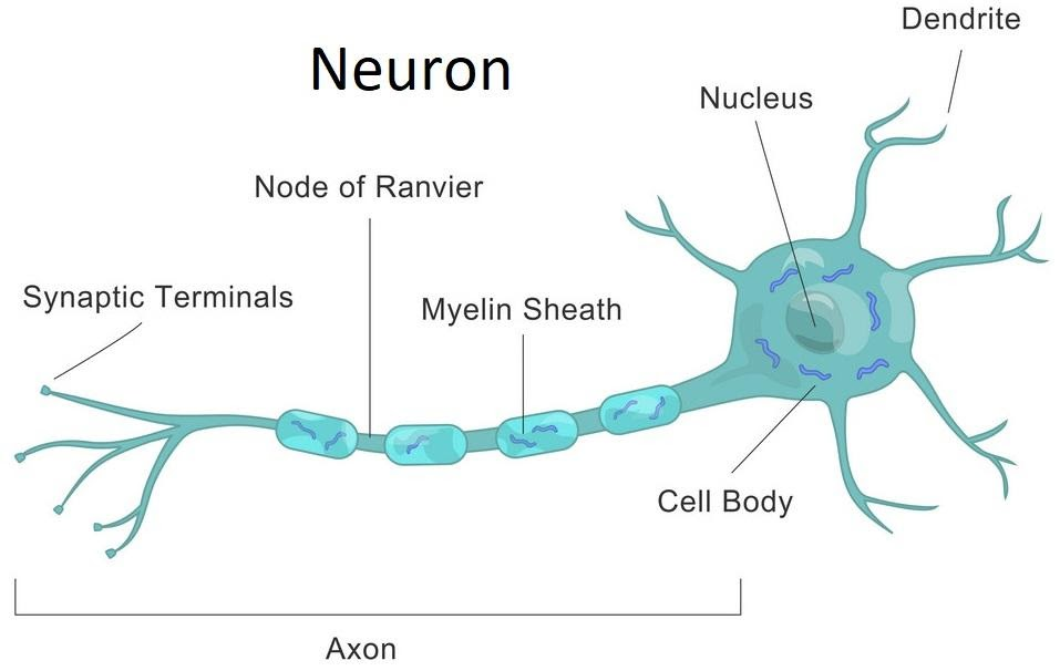 Draw A Labelled Diagram Of The Neuron And Describe Class Biology Porn Sex Picture