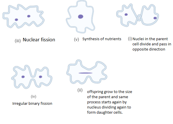 Study The Given Figures Representing The Process Of Binary Fission In