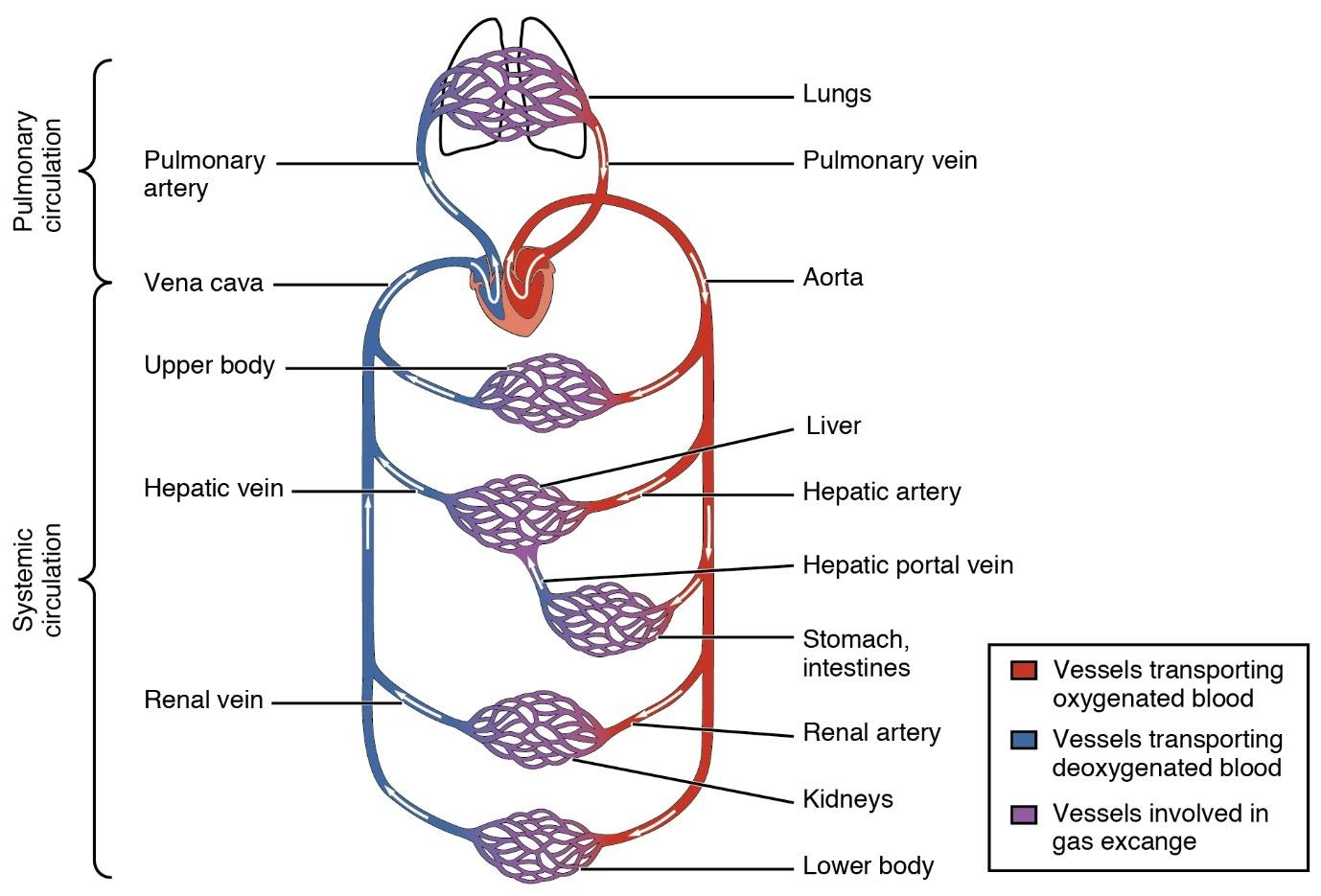 What Is Double Circulation