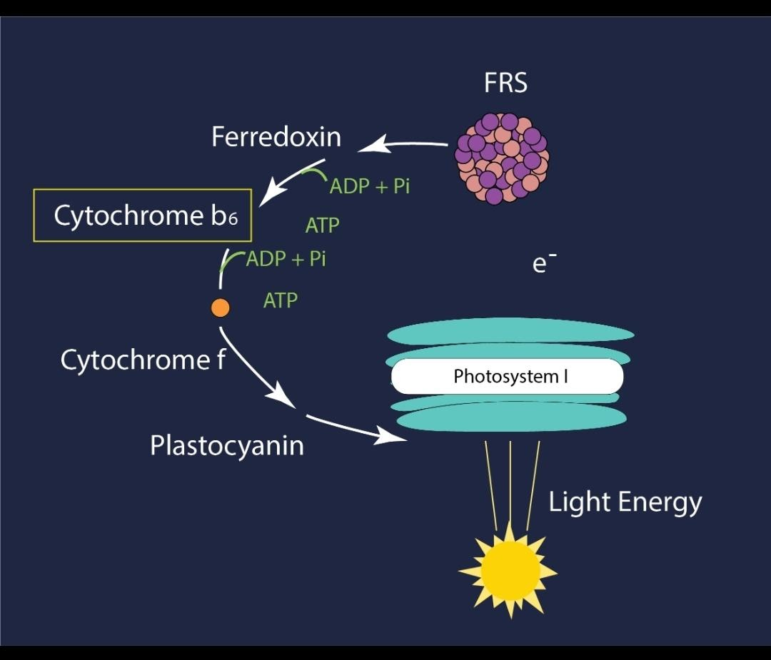 Which Is The Last Electron Acceptor In Cyclic Photophosphorylation A