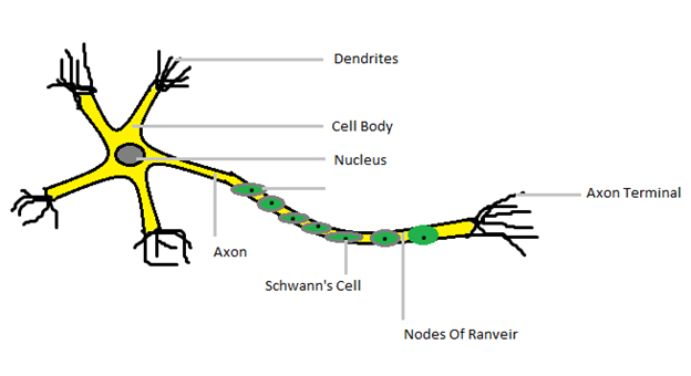 Draw A Neat Labelled Diagram Of Neuron Images And Photos Finder