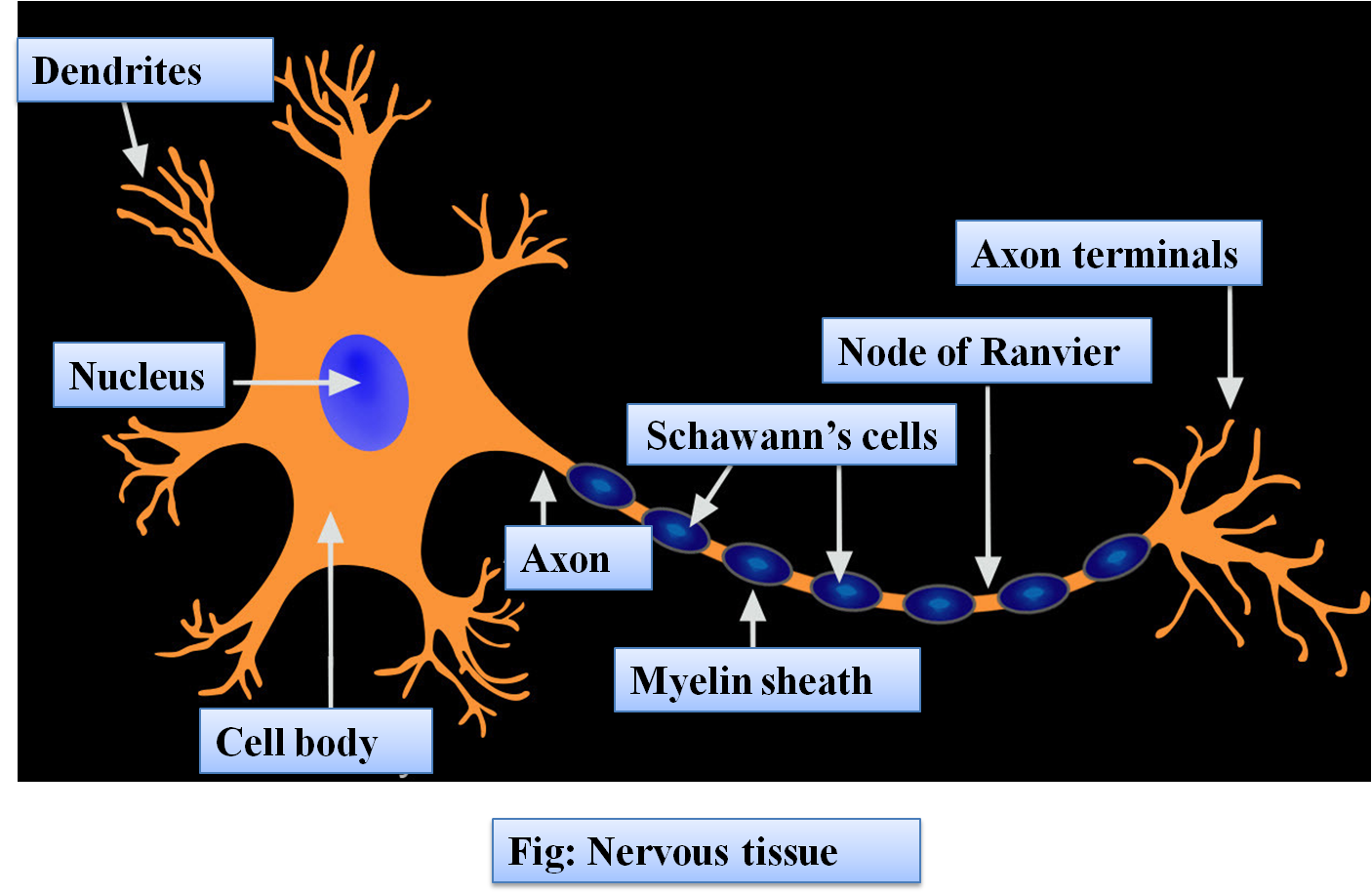 Draw A Labelled Diagram Of A Myelinated Neuron Class Biology Cbse Porn Sex Picture