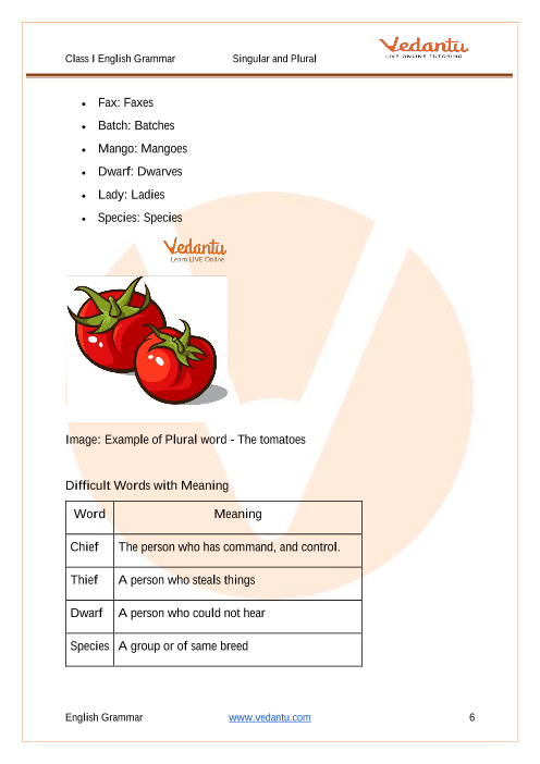 English - Class 1: One and Many (Singular and Plural) Worksheet 2 (Answer)