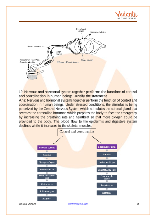 Important Questions of CBSE class 10 Science