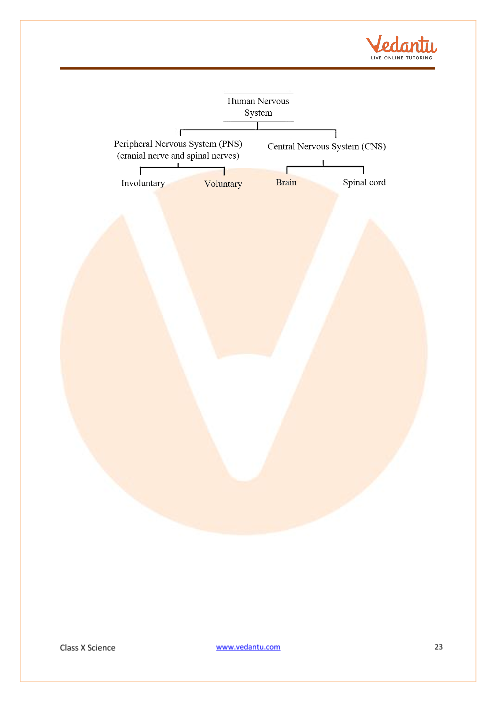 CBSE Class 10 Science - Chapter 6 - Life Processes - Important ...