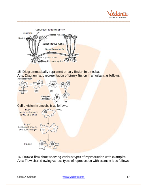 Important Questions of CBSE class 10 Science