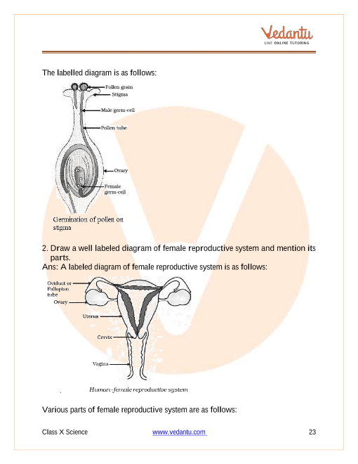 Important Questions of CBSE class 10 Science