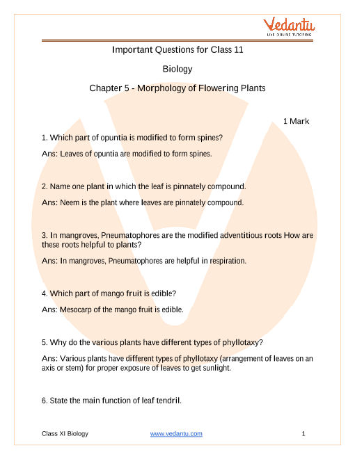 Important Questions For Cbse Class 11 Biology Chapter 5 Morphology Of Flowering Plants