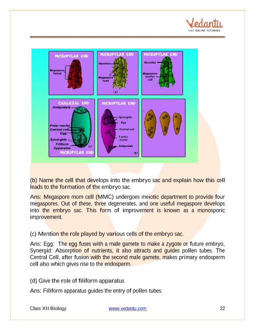 Cbse Class 12 Biology Chapter 2 Sexual Reproduction In Flowering Plants Important 8670