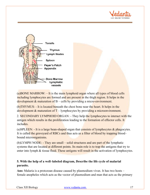 Important questions and answers of CBSE class 12 Biology