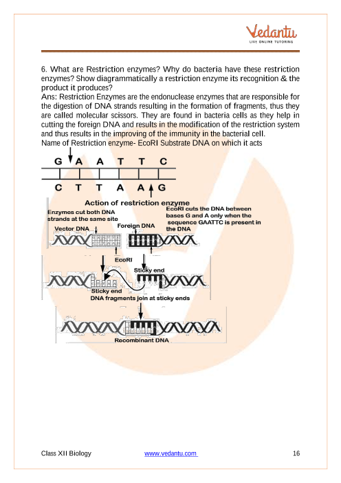 Important questions and answers of CBSE class 12 Biology