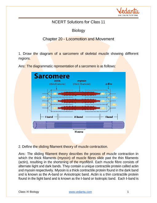 NCERT Solutions For Class 11 Biology Chapter 20 Locomotion And Movement ...