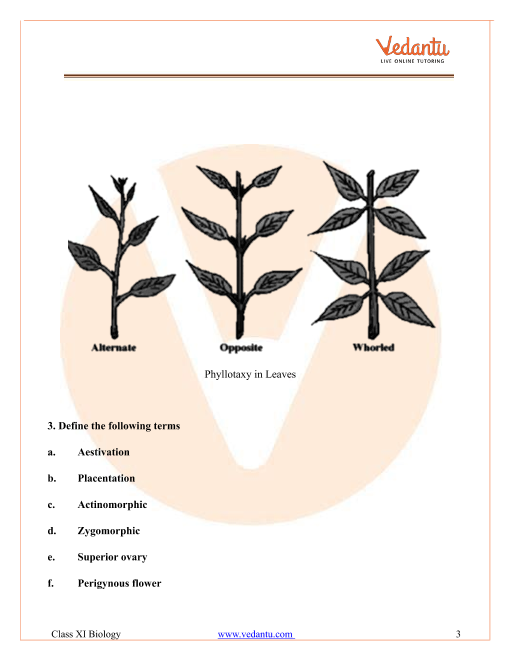 [DIAGRAM] Floral Diagrams An Aid To Understanding Flower Morphology And ...