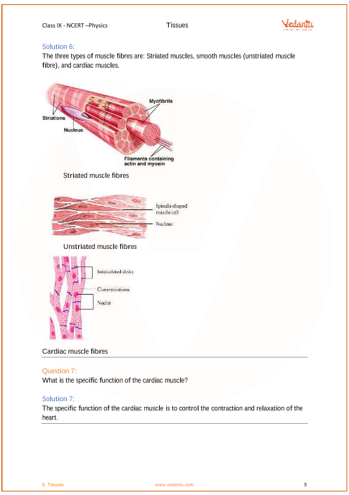 Ncert Solutions For Class 9 Science Chapter 6 Tissues Free Pdf
