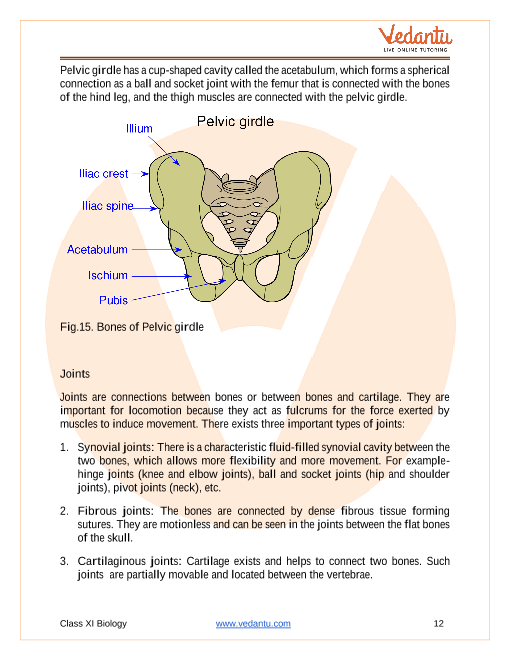 Pelvic Girdle - Locomotion and Movement Class 11 Biology Concept Explained