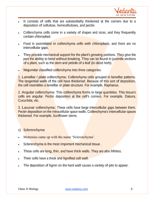 Cbse Class 11 Biology Chapter 6 Anatomy Of Flowering Plants Revision Notes