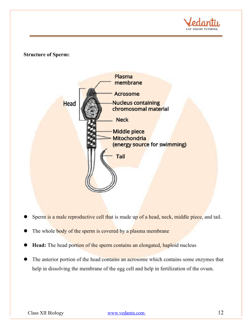 Revision Notes of CBSE class 12 Biology