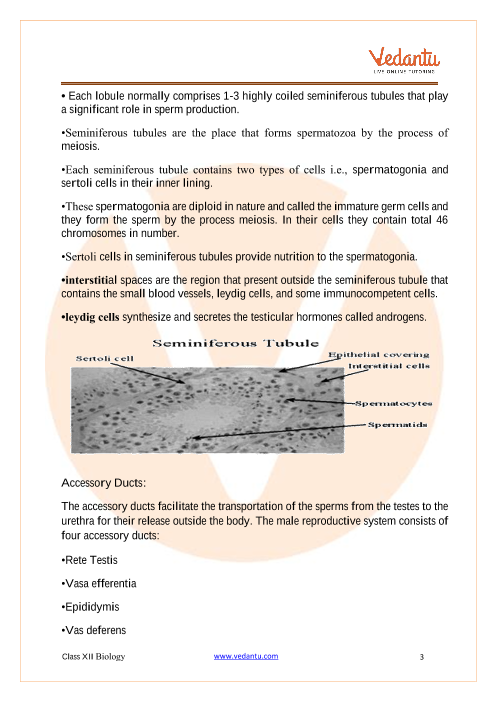 Cbse Class 12 Biology Chapter 3 Human Reproduction Revision Notes 9984