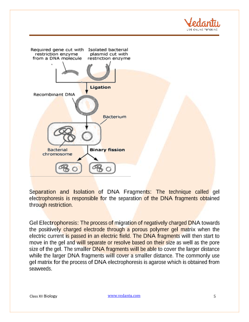 Revision Notes of CBSE class 12 Biology