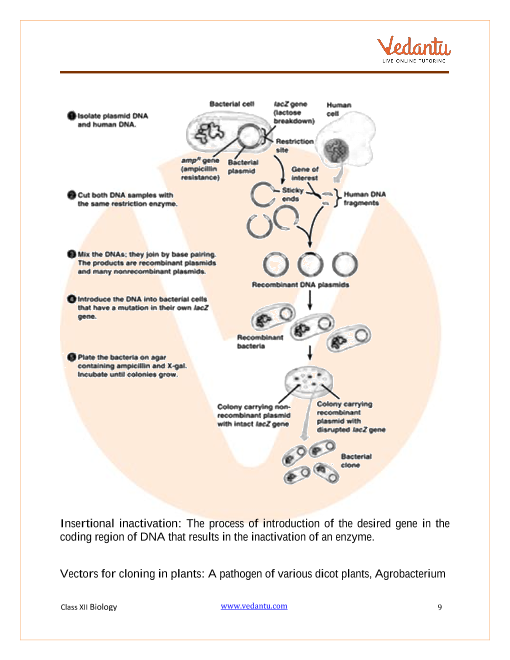 Revision Notes of CBSE class 12 Biology