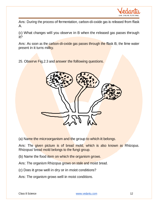 What Causes the Growth of Bread Mold and How to Prevent It? - Biology Wise