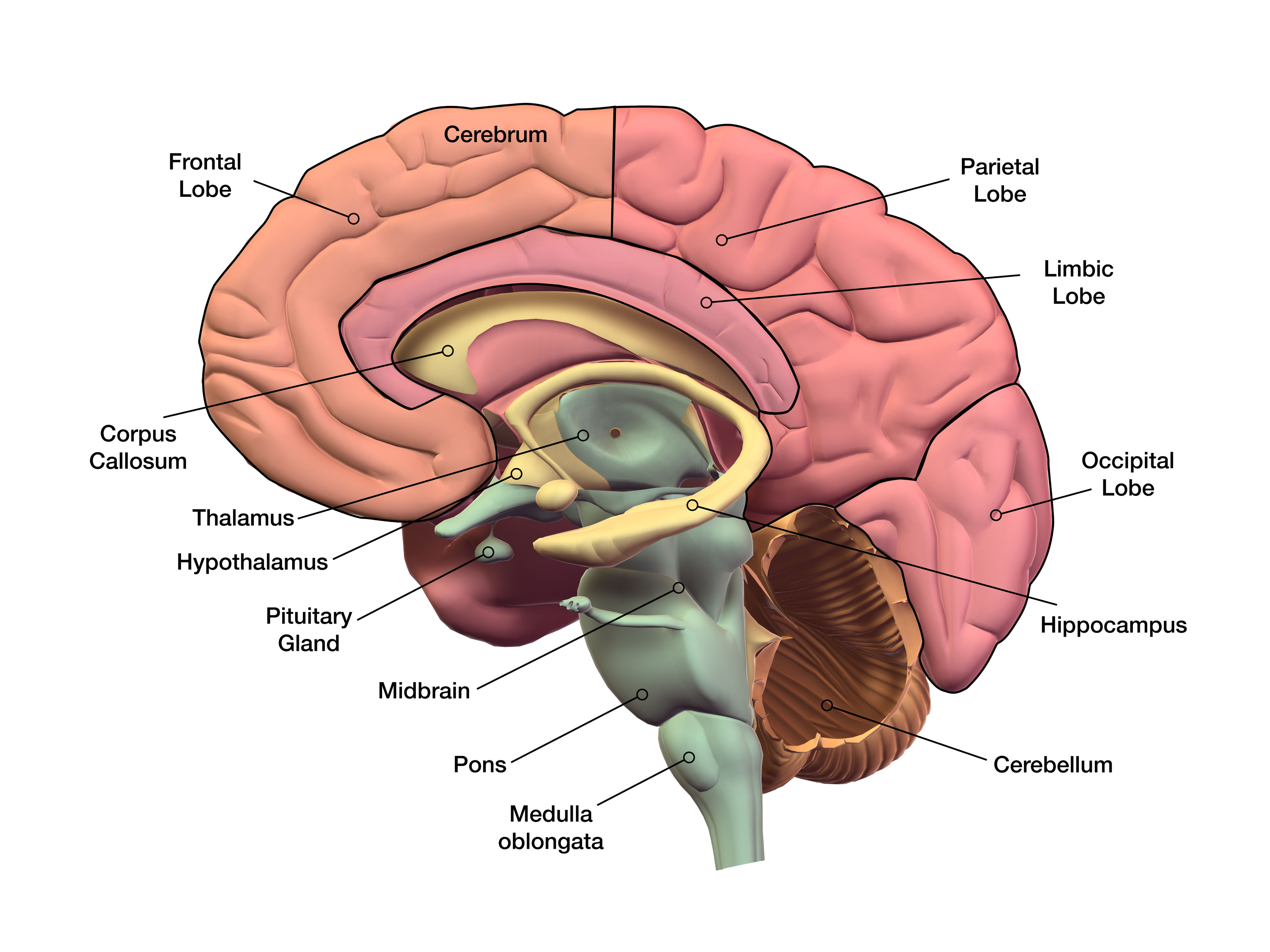 human brain diagram top view