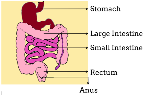 What is the longest part of the alimentary canal.(a)Duodenum(b)Ileum(c ...