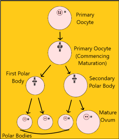 Give one significant difference between oogenesis and ovulation.