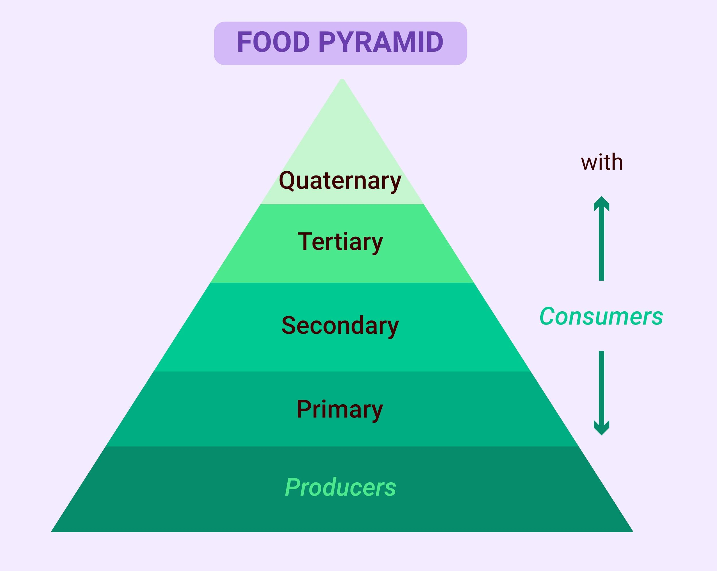 Mr.X is eating curd or yogurt. For this food intake in a food chain, he ...