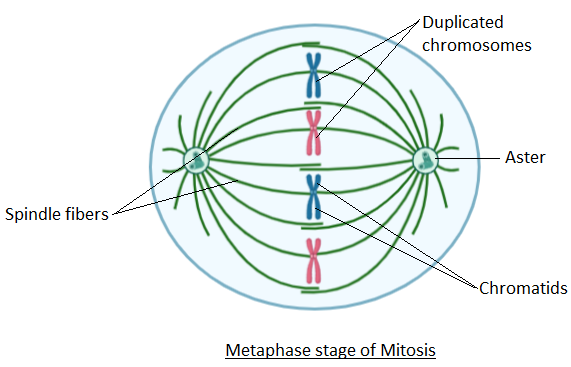 Answered: Bio-123 Meiosis Post Lab Draw a cell… | bartleby