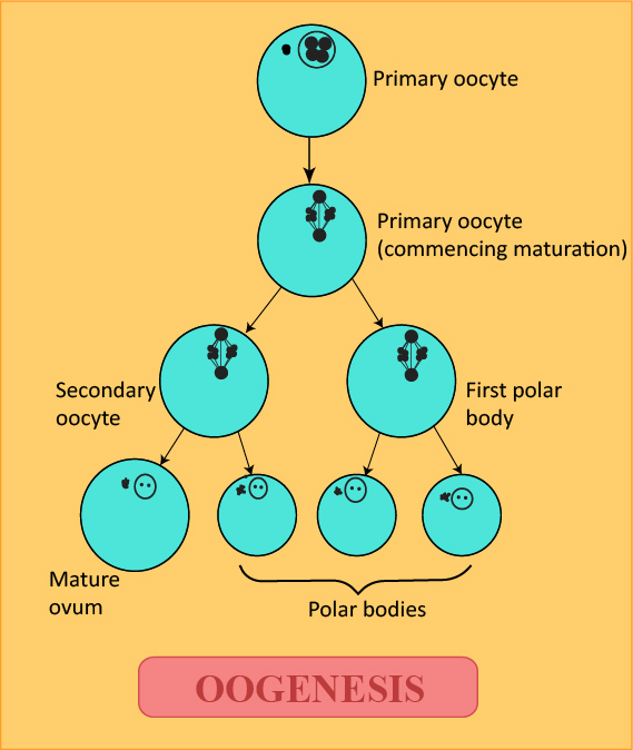 A Diagram Of The Oogenesis