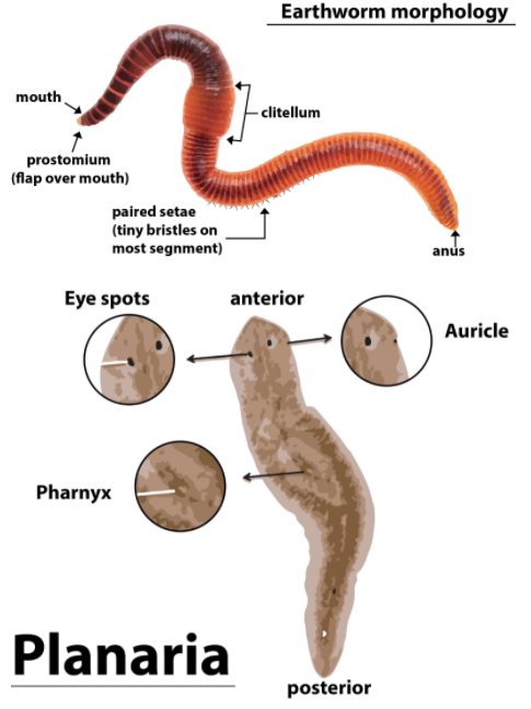 In contrast to annelids, the Platyhelminthes show(a) Radial symmetry(b ...