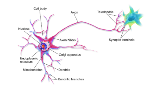 Multipolar Neuron Diagram