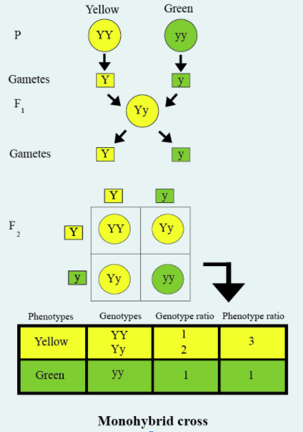 How Do Mendels Experiments Show That The Traits May Be Dominant Or