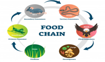 Write the name of producers and consumers in the food class 9 biology CBSE