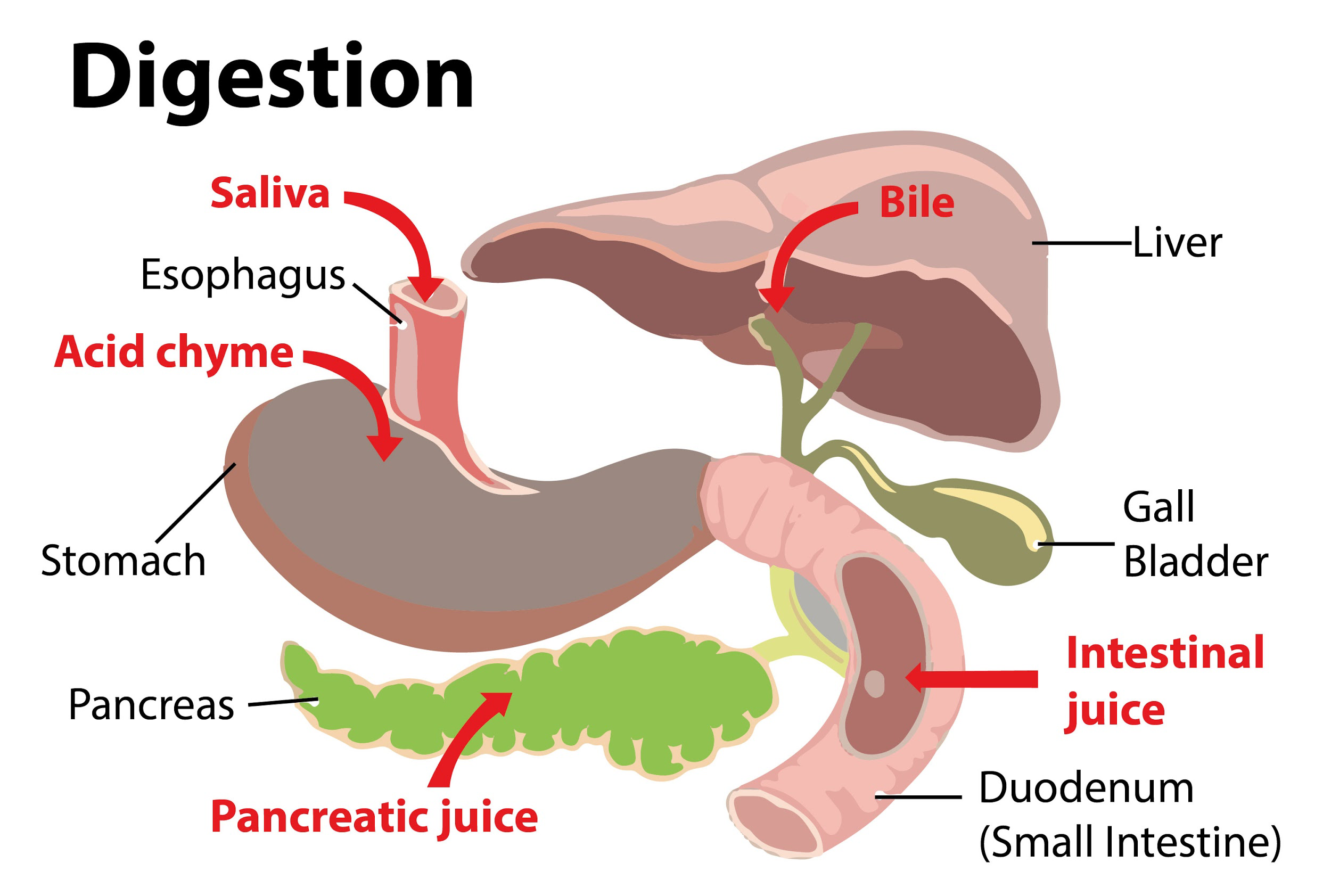 explain-the-digestion-in-the-small-intestine