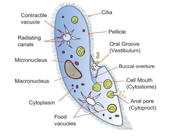 symbiotic ciliates definition