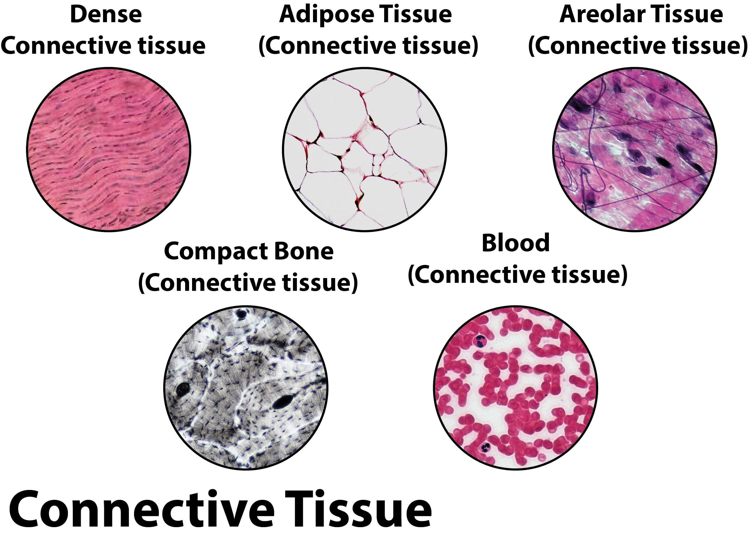 Give the characteristics of connective tissue.