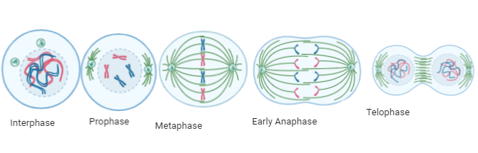 the cell cycle mitosis diagram