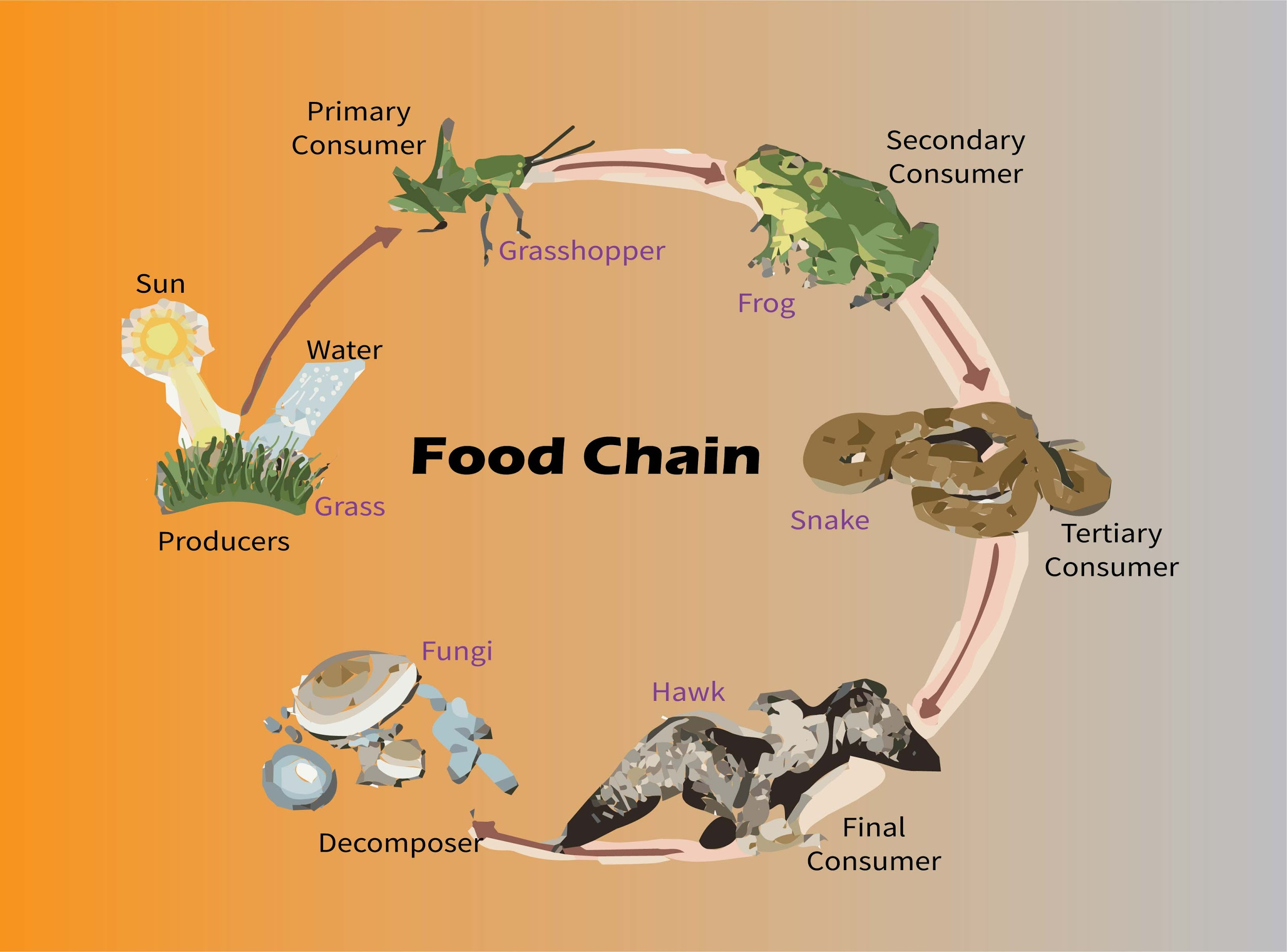 what the relationship between producers and consumers in a food chain
