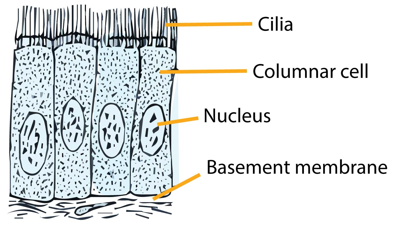 ciliated epithelium labeled