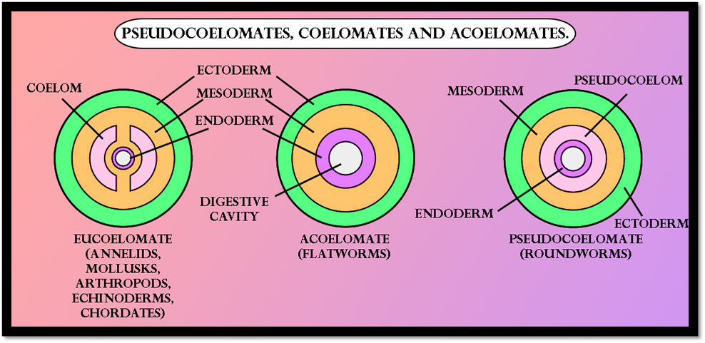 Classify the following organisms based on the absence presence