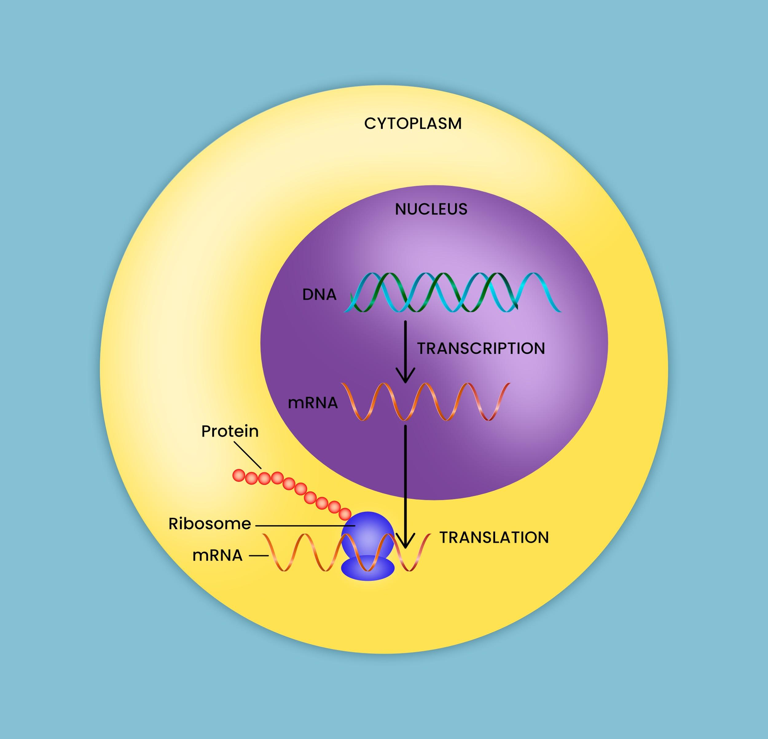 messenger-rna-is-produced-ina-nucleusb-golgi-apparatusc-endoplasmic