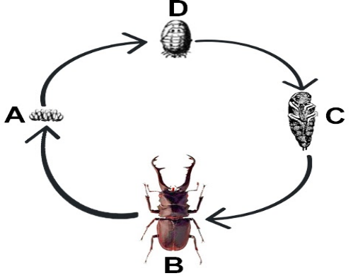 insect life cycle diagram