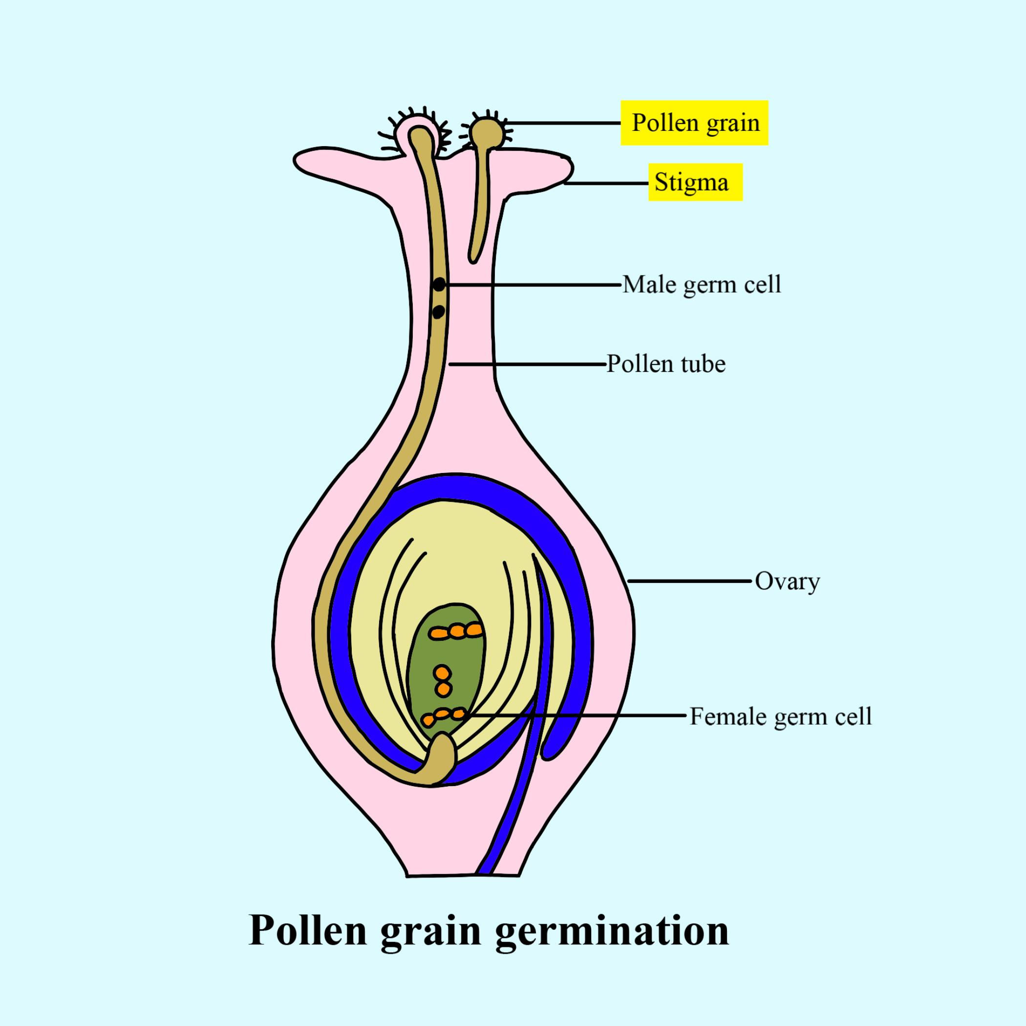 Through Which Route The Pollen Tube Enters The Ovule a Chalaza b 